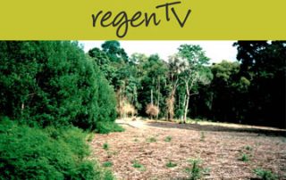 rainforest restoration