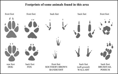 Footprints of some animals found in this area